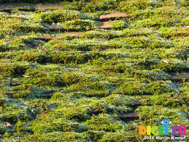 FZ025290 Frosty moss on roof